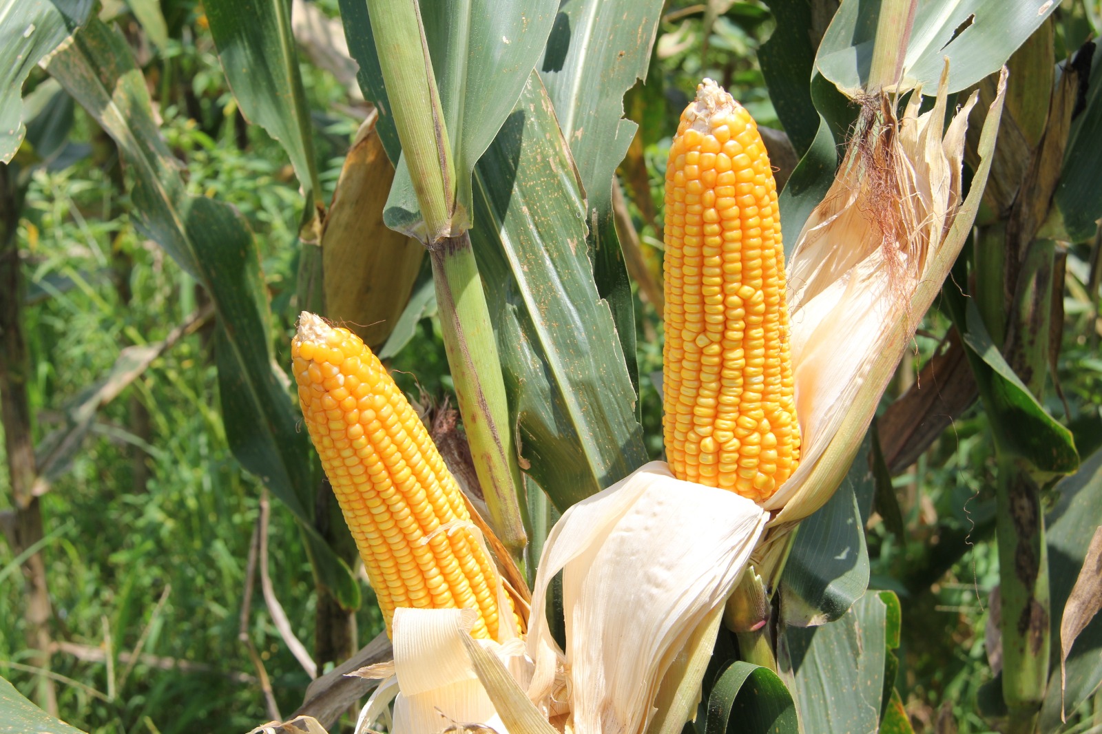 Penyaluran SPHP Jagung ke Peternak Unggas 4 WhatsApp Image 2026 10 13 at 09.34.15