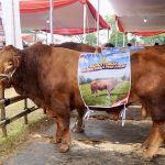 Kementan Hibahkan Dua Ekor Sapi di Kontes Sapi APPSI
